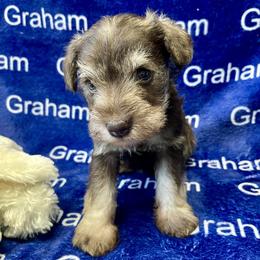 AKC- Teal collar - Liver female Miniature Schnauzer puppy in Comer, Georgia from Water Oak Farm