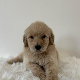 Claus - Cream male Goldendoodle puppy in Fairmount, Georgia from Muscadine Meadows Farm