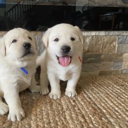 Labrador Retriever Puppies from Hickory Creek Labs
