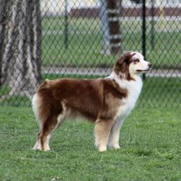 Bree - Australian Shepherd