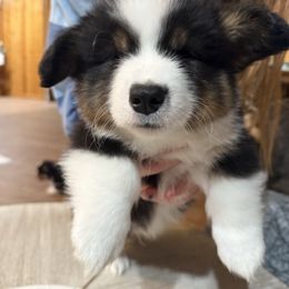 Snickers - Black and tan male Pembroke Welsh Corgi puppy in Atascadero, California from California Corgis and Kunes