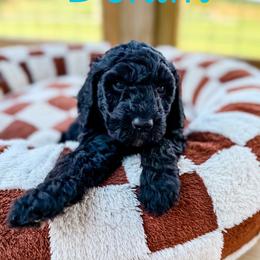 Denim - Black male Goldendoodle puppy in Cleveland, Tennessee from Liberty Creek Farms
