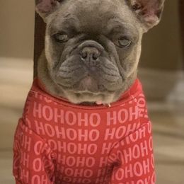 French Bulldogs from BBS Frenchies and Bullies