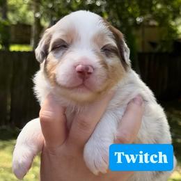 Twitch (long tail) - Red merle male Australian Shepherd puppy in Jacksonville, Florida from Solace Australian Shepherds
