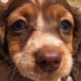 Dachshunds from Rustic Star Mini Dachshunds