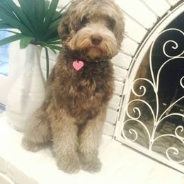 Australian Labradoodle All Grown Up from Seaspray Australian Labradoodles