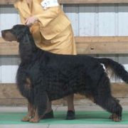 Gordon Setter All Grown Up from Gail Godding's Gordon Setters