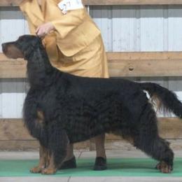 Gordon Setter All Grown Up from Gail Godding's Gordon Setters