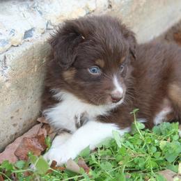 Chococat-1000 - Red tri-color female Australian Shepherd puppy in Star City, Arkansas from Blush & Lace Aussie Co.