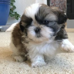 Shih Tzu Puppies from Willow Lane Shih Tzus