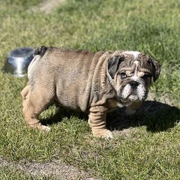 Miss Barnyard - Brindle female Bulldog puppy in Tremonton, Utah from Snuggle Pups