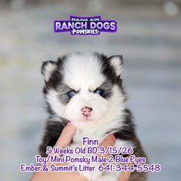 Finn - Black and white male Pomsky puppy in Humeston, Iowa from M.A.R. Dogs