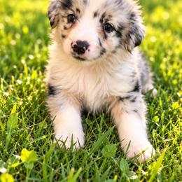 Rex - Blue merle male Miniature Australian Shepherd puppy in Stuart, Iowa from Arbor Hill Aussies