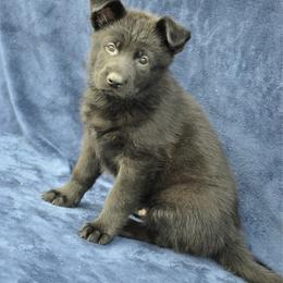 Turkey - Black seal male German Shepherd puppy in New Cambria, Missouri from Des Hausraben Shepherds