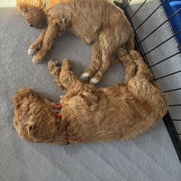 Goldendoodle Puppies from Fenna’s Goldendoodles