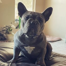 Jaz - French Bulldog