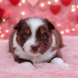 Pluto-1400 - Red tri-color male Australian Shepherd puppy in Star City, Arkansas from Blush & Lace Aussie Co.