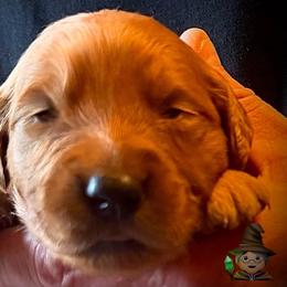 Second pick of the girls - Dark golden female Golden Retriever puppy in Fisher, Illinois from Aslan's Pride of Fidei Family Farms