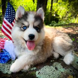 Ann - Sable and white female Siberian Husky puppy in Union Grove, Alabama from Southern Siberian Life