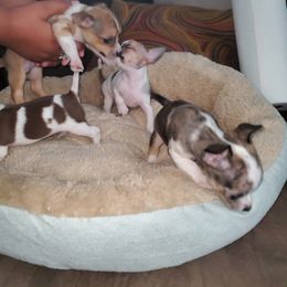 Chihuahua Puppies from Maldonado Pet Life Breeder LLC.