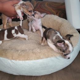 Chihuahua Puppies from Maldonado Pet Life Breeder LLC.