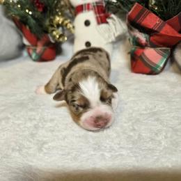 Joy - Red merle female Australian Shepherd puppy in Peach Bottom, Pennsylvania from Arcadia Australian Shepherds