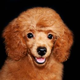 Cheyenne - Poodle