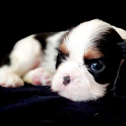 Cavalier King Charles Spaniel Puppies from McKenna Cavaliers