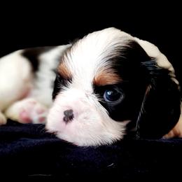 Cavalier King Charles Spaniel Puppies from McKenna Cavaliers