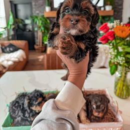 Bernedoodle, Cavapoo, Cavapoochon, Goldendoodle, Poodle, and Yorkipoo Puppies from Anchor Dogs