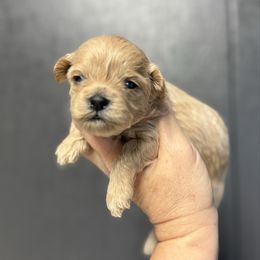 Girl 1 - Apricot female Maltipoo puppy in Newport Beach, California from Exotic City Pomeranians and chihuahuas