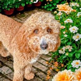 Maisy - Goldendoodle