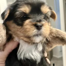 Yorkshire Terriers from Yorkie Warriors