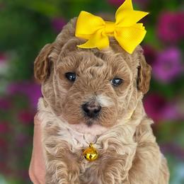 Yellow Girl - Red  female Goldendoodle puppy in Vernon, Texas from Sugarland's Texas Goldendoodles
