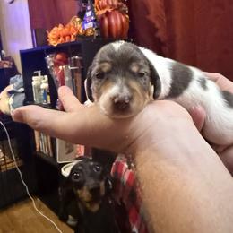 Dachshund Puppies from Alicia's mini dachshund