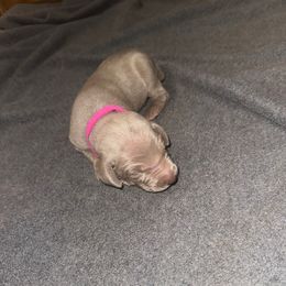 Girl 2 - Silver gray female Weimaraner puppy in Spartanburg, South Carolina from Palmetto State Weimaraners
