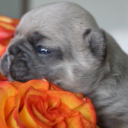 French Bulldog Puppies from Mt Olympus Frenchies