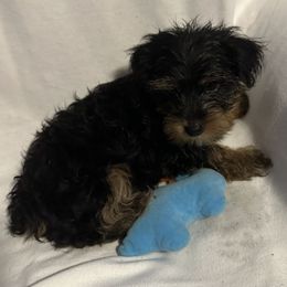 Sammy - Black and tan male Yorkshire Terrier puppy in Eden, Maryland from Canines  Unlimited