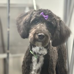 Misty - Aussiedoodle