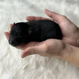 Yellow collar - Black tri-color female Aussiedoodle puppy in Fairmount, Georgia from Muscadine Meadows Farm