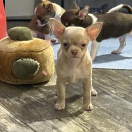 Smoke 4,100 - Silver and white male Chihuahua puppy in Summerfield, Florida from Uey’s Chihuahuas