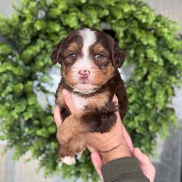 Joey - male Australian Mountain Doodle puppy in Spanish Fork, Utah from K Brand Doodles