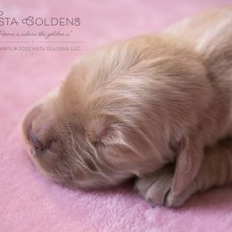 Peach - Golden Retriever puppy in Grand Blanc, Michigan from Vista Goldens
