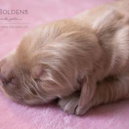 Peach - Golden Retriever puppy in Grand Blanc, Michigan from Vista Goldens