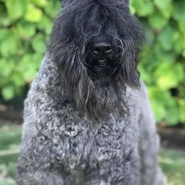 Kerry Blue Terriers from Marble Mountain Kerry Blue Terriers