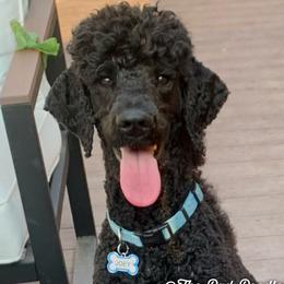 Joey - Poodle