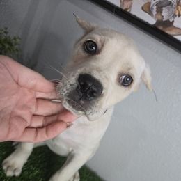 Purple collar - Fawn female Cane Corso puppy in St. Augustine, Florida from RG2 Cane Corsos