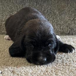 Kiara - Black and white female Basset Hound puppy in Leroy, Michigan from Iron Sentry Farms
