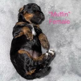Girl 2 - Black and tan female Yorkipoo puppy in Lakeland, Florida from Doodles & Danes