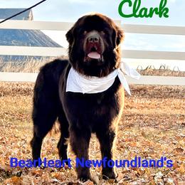 Clark - Newfoundland